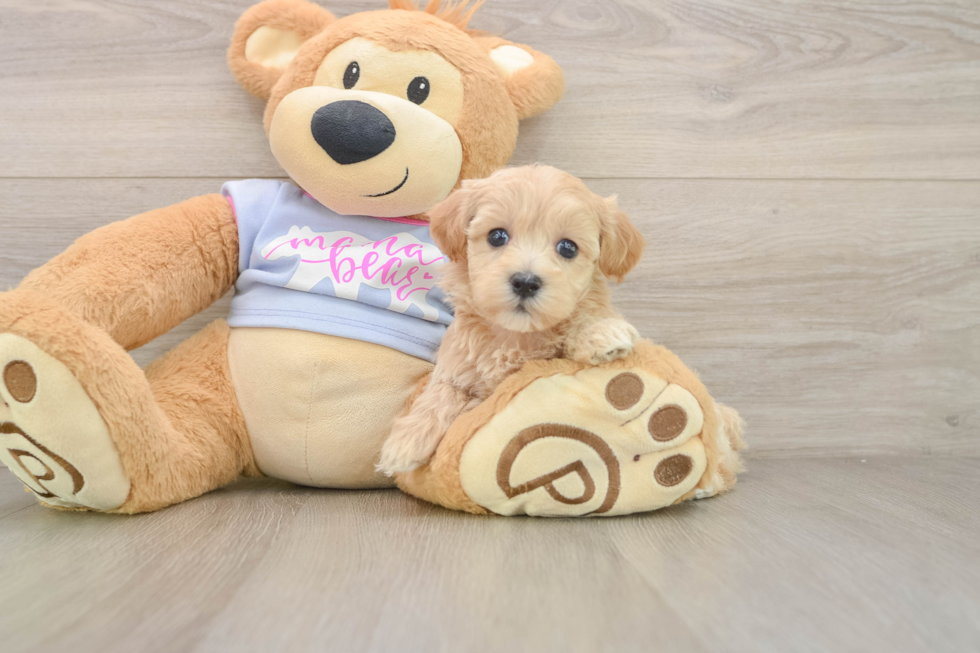 Energetic Multipoo Poodle Mix Puppy