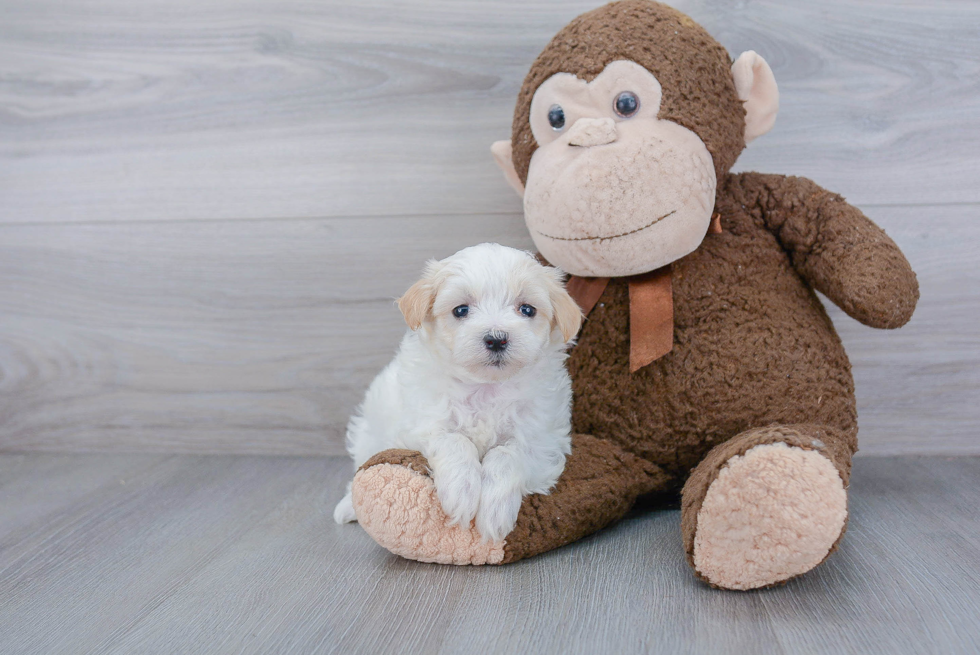 Best Maltipoo Baby