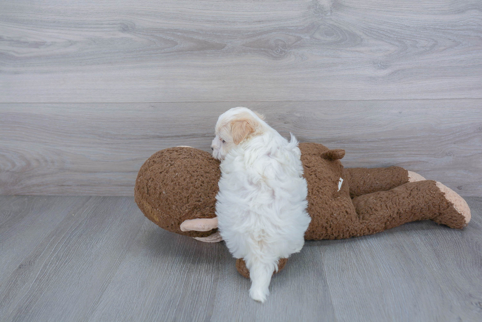 Little Maltepoo Poodle Mix Puppy