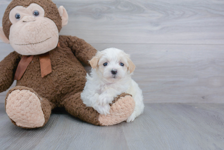 Best Maltipoo Baby