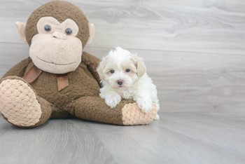 Best Maltipoo Baby