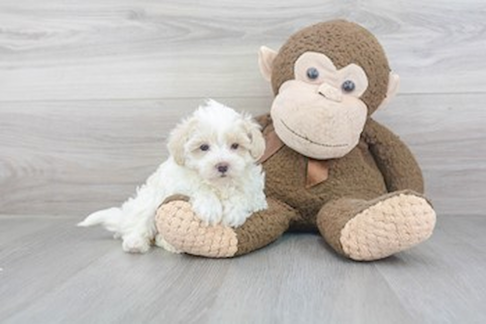 Playful Maltese Poodle Poodle Mix Puppy