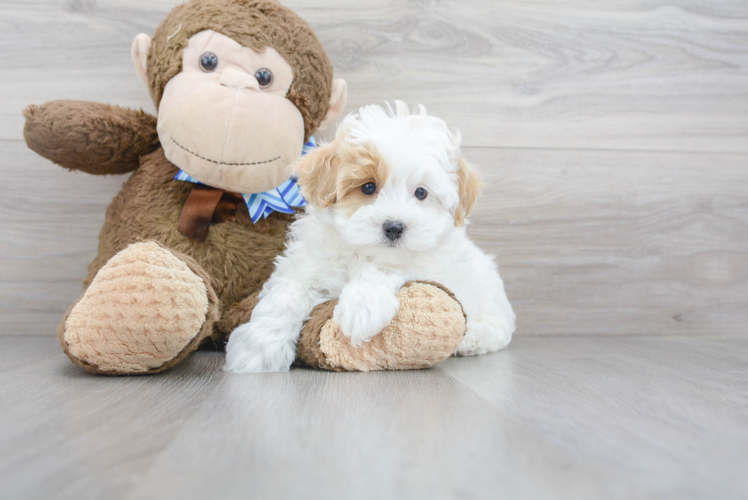 Maltipoo Puppy for Adoption