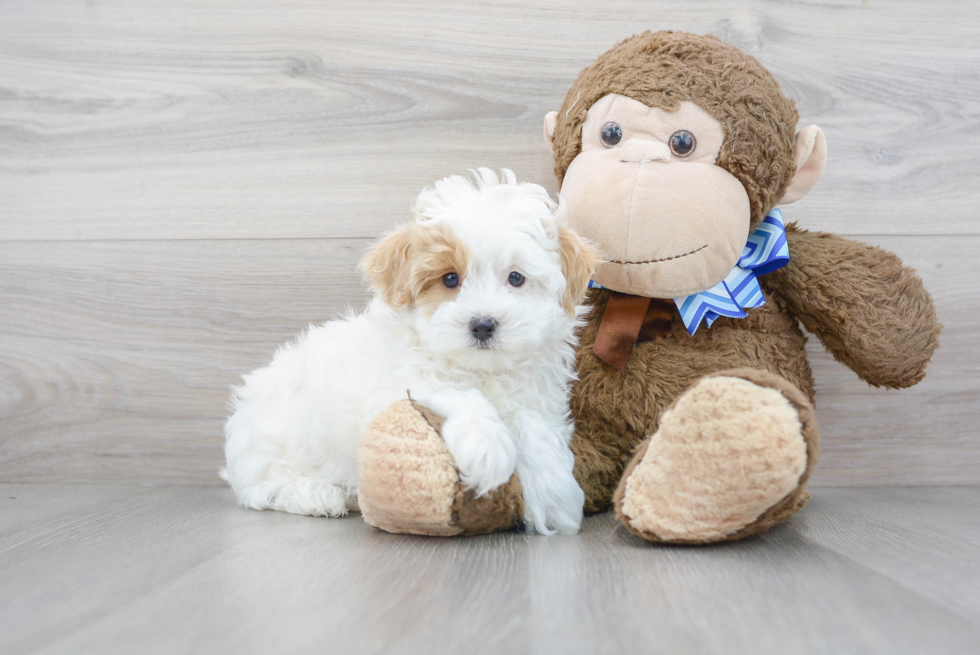 Cute Maltipoo Baby