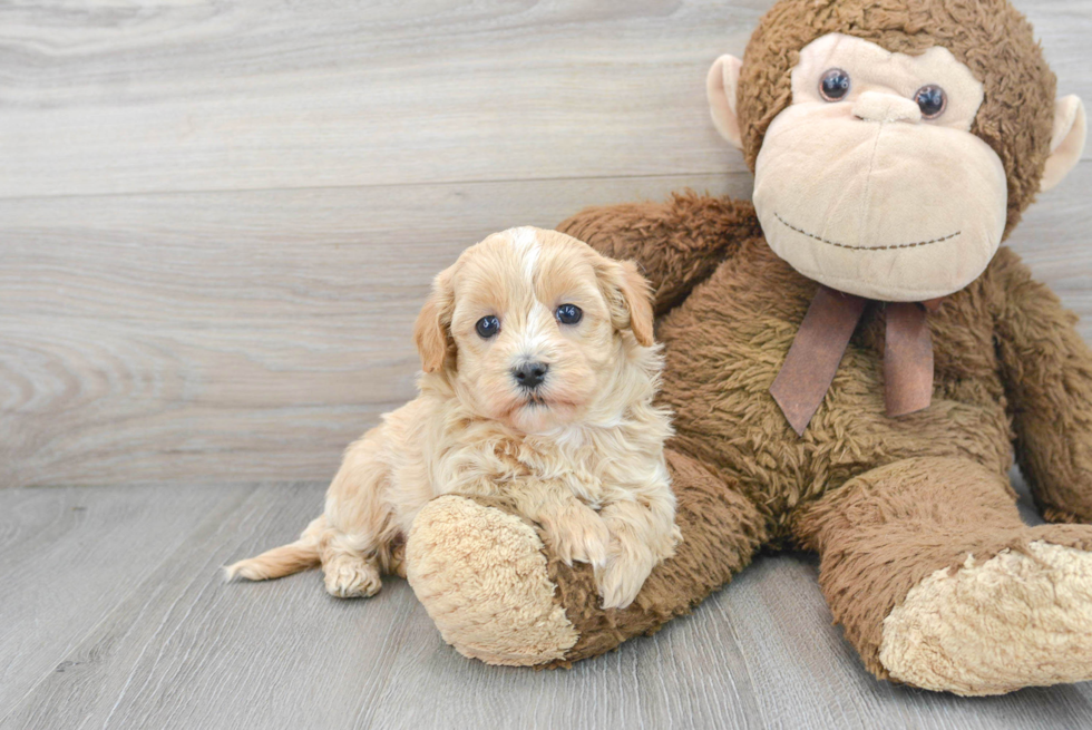 Small Maltipoo Baby