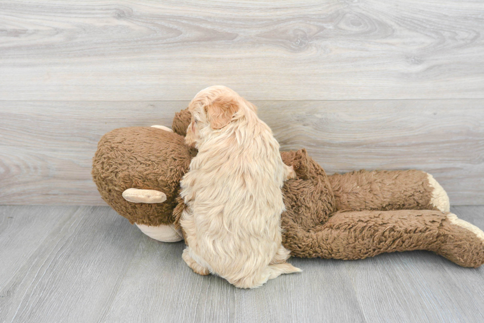 Popular Maltipoo Poodle Mix Pup