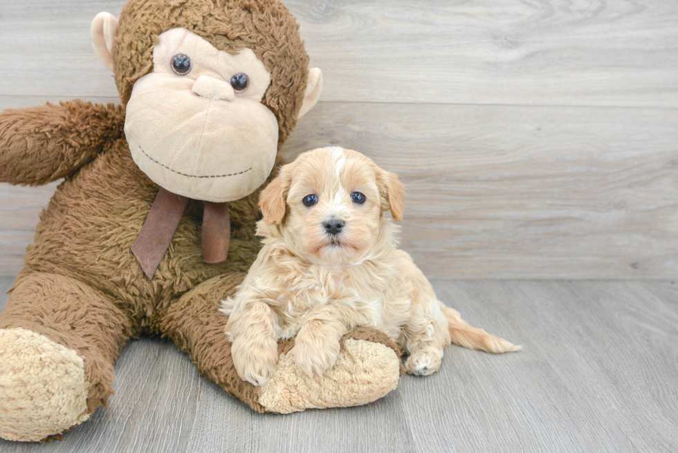 Friendly Maltipoo Baby