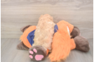 Adorable Moodle Poodle Mix Puppy