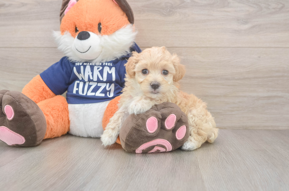 6 week old Maltipoo Puppy For Sale - Premier Pups