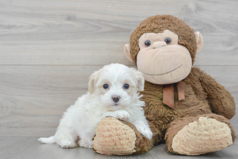 Friendly Maltipoo Baby