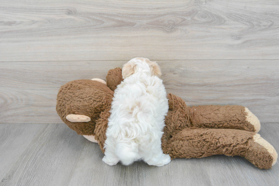Smart Maltipoo Poodle Mix Pup