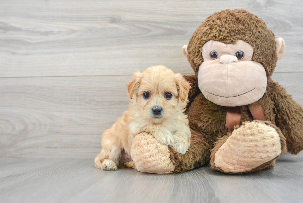 Maltipoo Puppy for Adoption