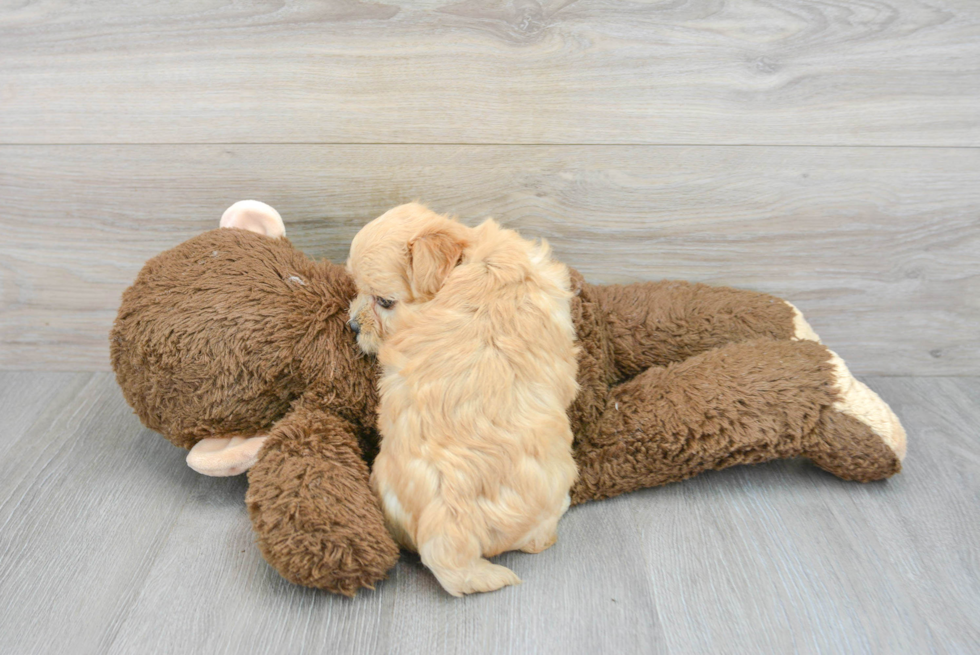 Maltipoo Pup Being Cute