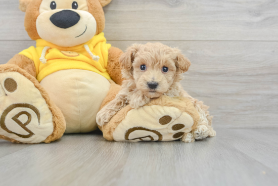 Hypoallergenic Maltepoo Poodle Mix Puppy