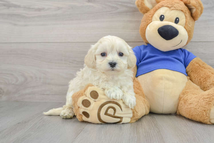 Cute Maltipoo Baby