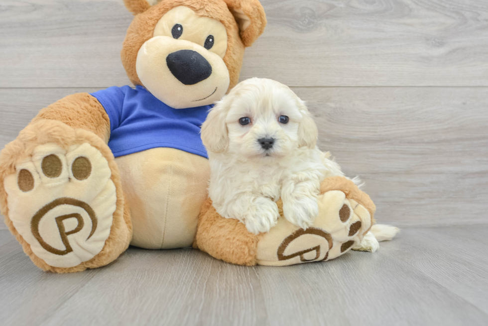 Fluffy Maltipoo Poodle Mix Pup