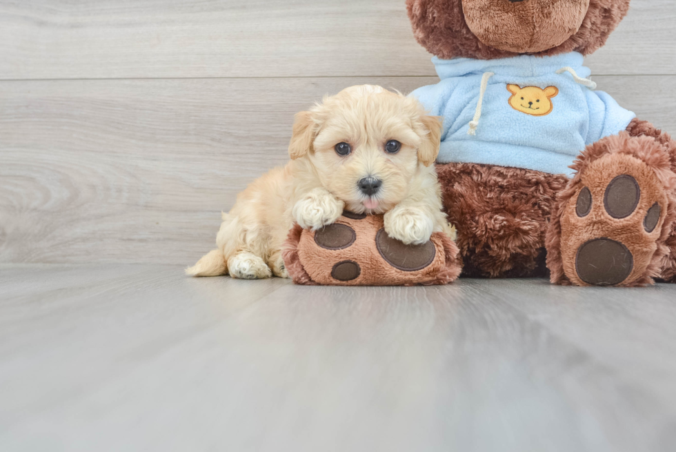 Maltipoo Pup Being Cute