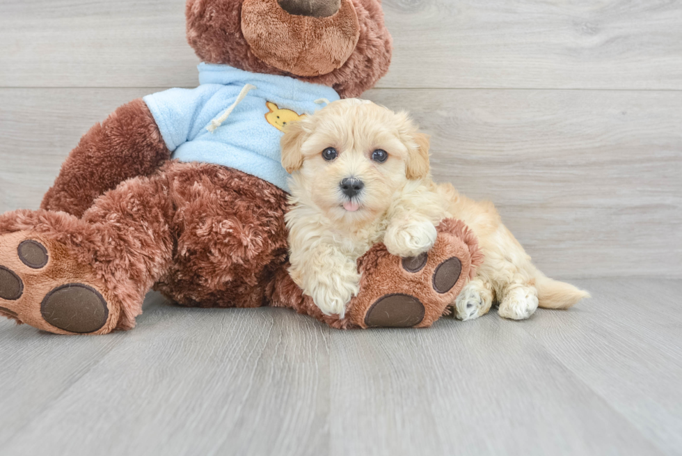 Best Maltipoo Baby