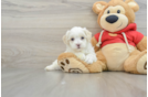 Best Maltipoo Baby