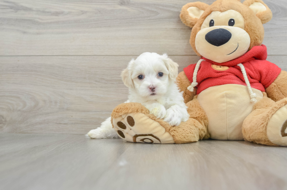 7 week old Maltipoo Puppy For Sale - Premier Pups