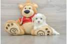 Best Maltipoo Baby