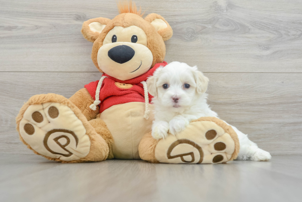 Best Maltipoo Baby