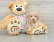 7 week old Maltipoo Puppy For Sale - Premier Pups