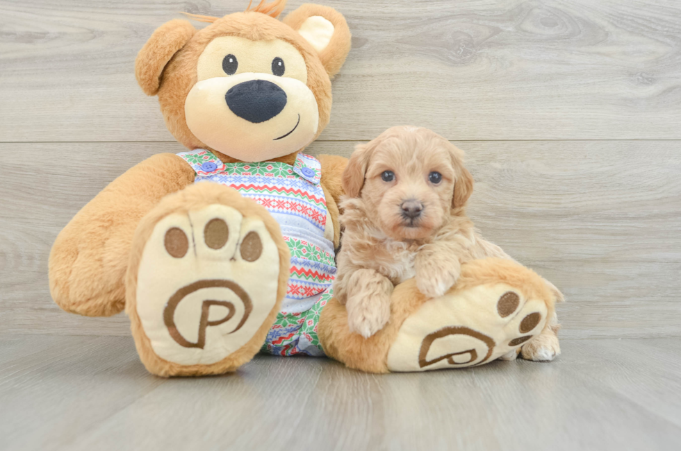 5 week old Maltipoo Puppy For Sale - Premier Pups