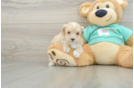 Adorable Maltese Poodle Poodle Mix Puppy