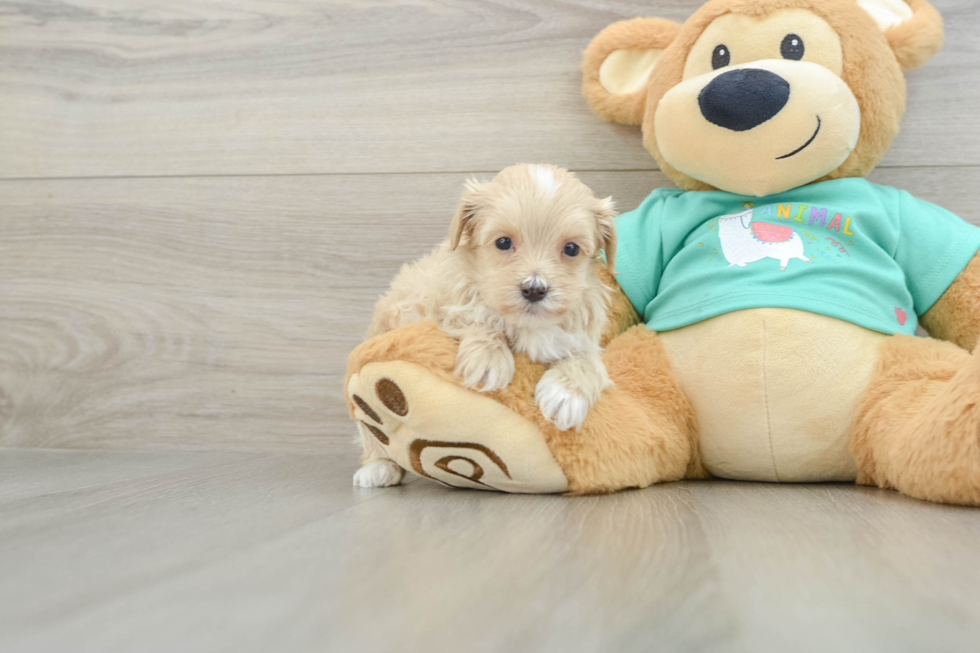 Adorable Maltese Poodle Poodle Mix Puppy