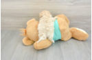 Maltipoo Puppy for Adoption