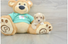 Petite Maltipoo Poodle Mix Pup