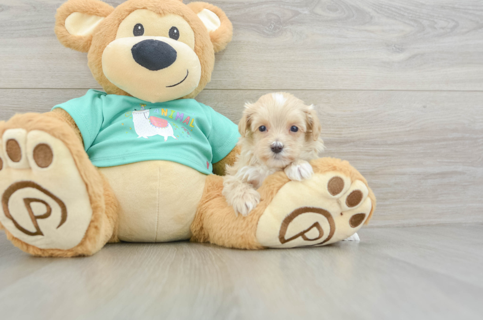 9 week old Maltipoo Puppy For Sale - Premier Pups