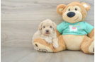 Energetic Maltepoo Poodle Mix Puppy