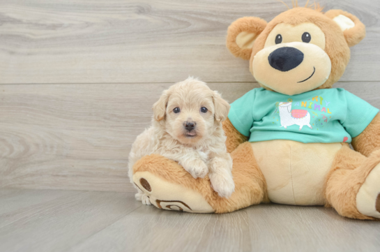 Energetic Maltepoo Poodle Mix Puppy