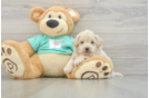 Sweet Maltipoo Baby