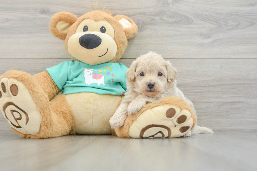 Sweet Maltipoo Baby