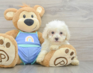 8 week old Maltipoo Puppy For Sale - Premier Pups