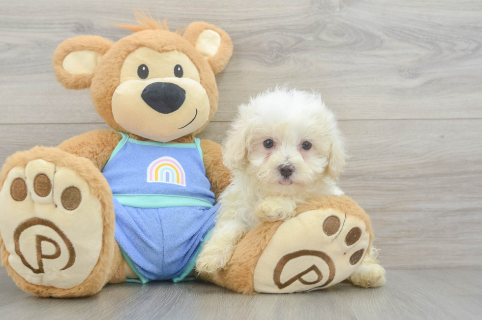 7 week old Maltipoo Puppy For Sale - Premier Pups