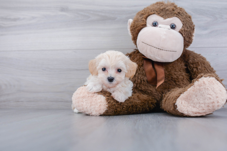 Energetic Maltepoo Poodle Mix Puppy