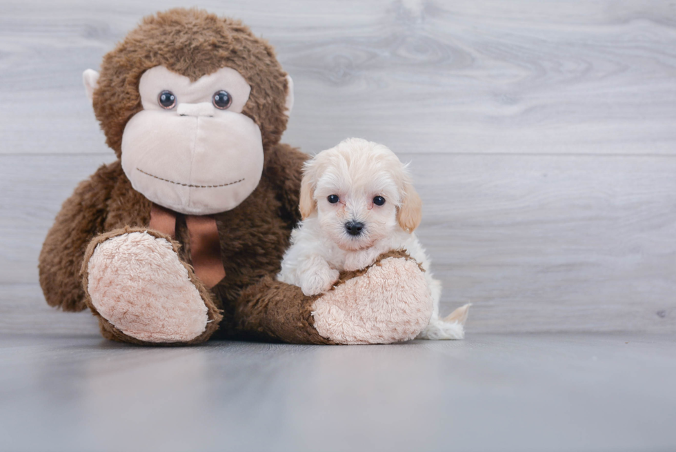 Maltipoo Puppy for Adoption