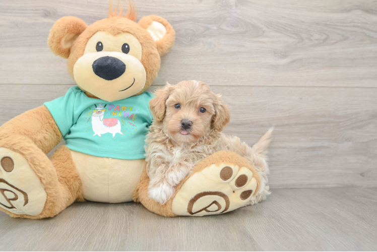 Happy Maltipoo Baby