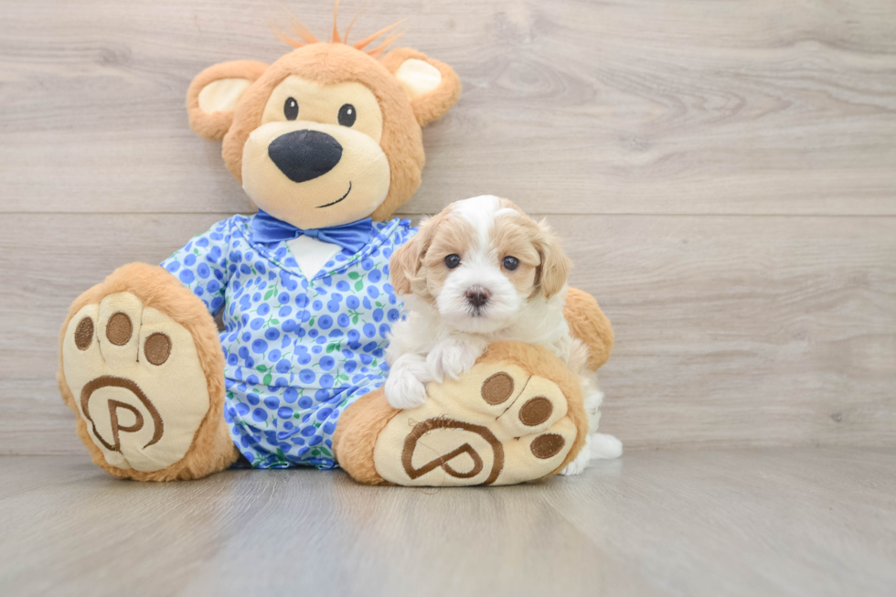 Fluffy Maltipoo Poodle Mix Pup