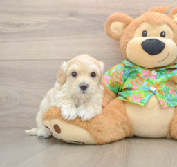 7 week old Maltipoo Puppy For Sale - Premier Pups