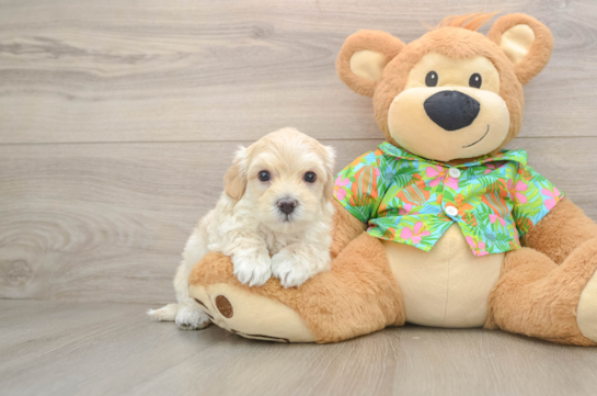 Sweet Maltipoo Baby