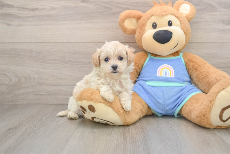 Fluffy Maltipoo Poodle Mix Pup