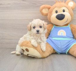 5 week old Maltipoo Puppy For Sale - Premier Pups