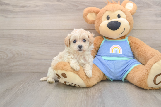 Fluffy Maltipoo Poodle Mix Pup