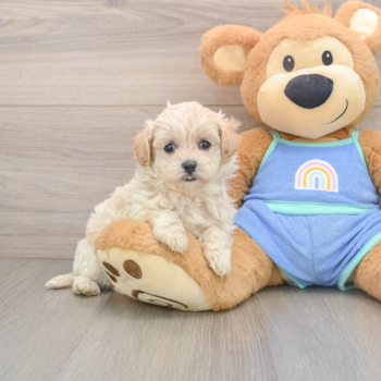 Fluffy Maltipoo Poodle Mix Pup