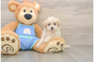 Maltipoo Puppy for Adoption
